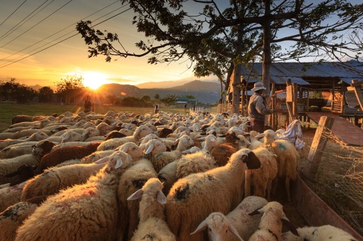 Shepherd Page Asia Sheep Farmer Ninh Thuan Flock
